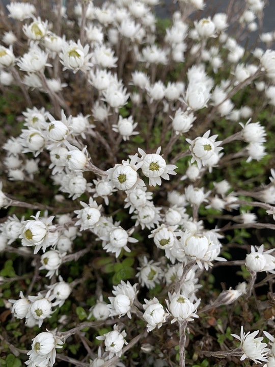 Anaphaloides (Helichrysum) bellidioides