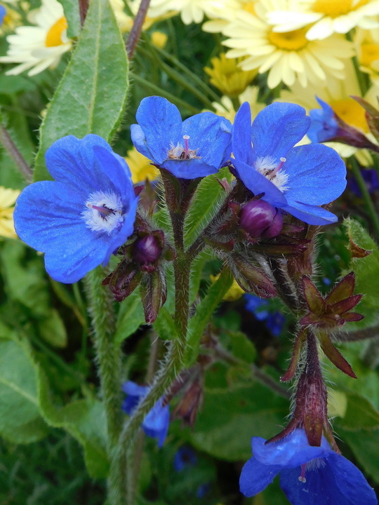 Anchusa azurea 'Loddon Royalist'