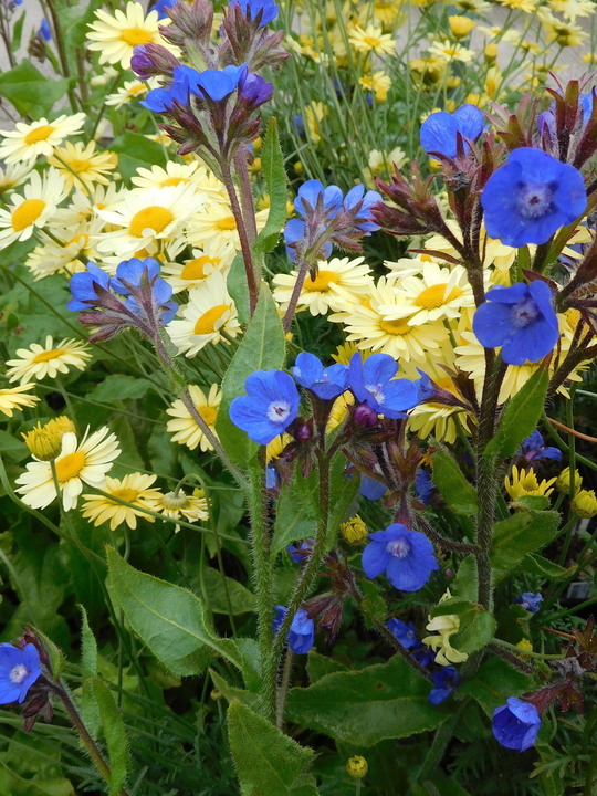 Anchusa azurea 'Loddon Royalist'