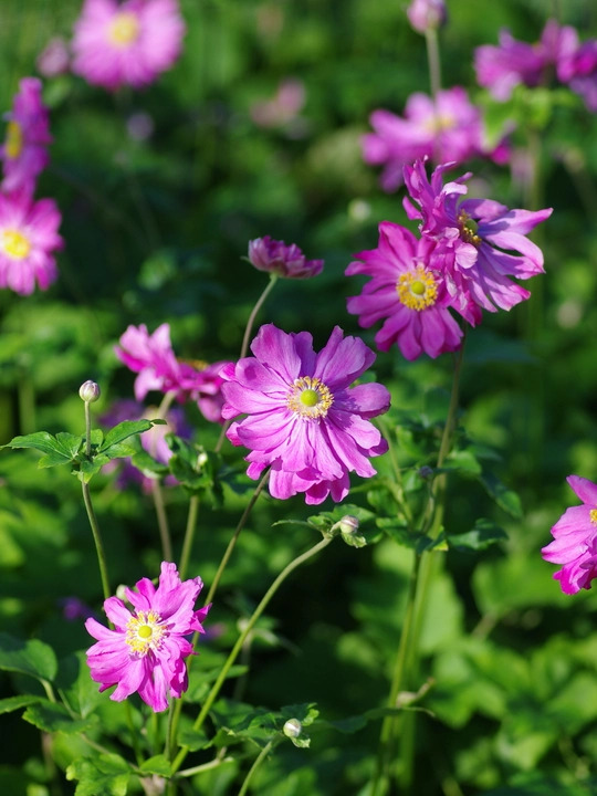 Shade Garden Border