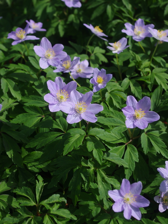 Anemone nemorosa 'Silbermowe'