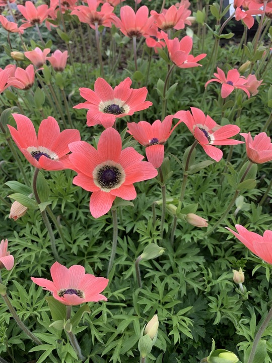 Anemone pavonina peachy-pink