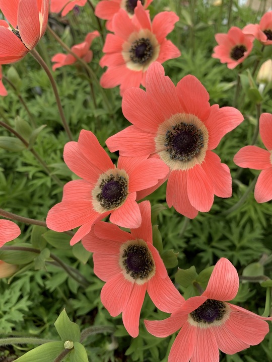 Anemone pavonina peachy-pink