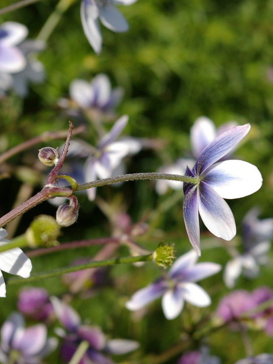Anemone leveillei