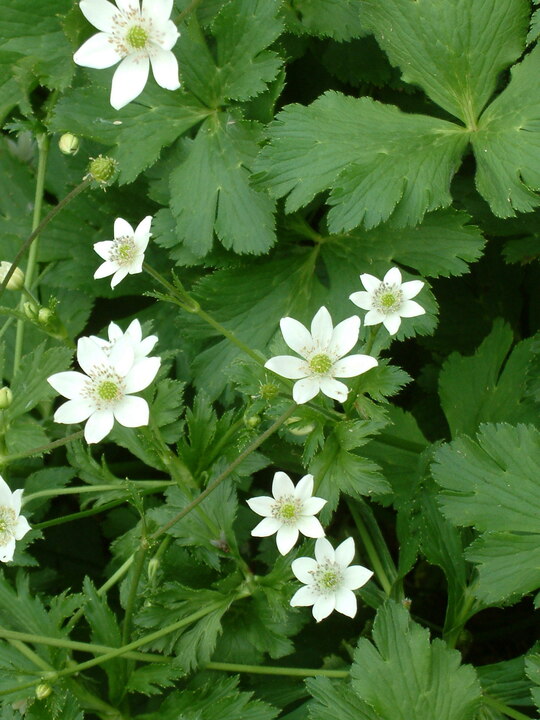 Anemone leveillei