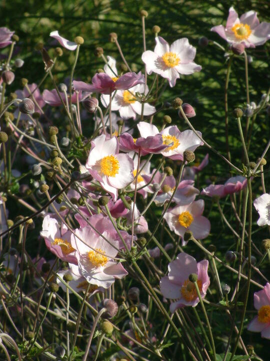 Anemone tomentosa