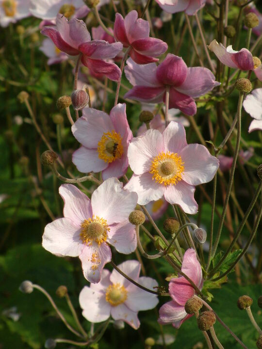 Anemone tomentosa