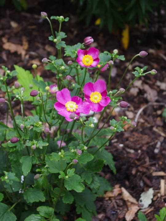 Anemone 'Annerose'