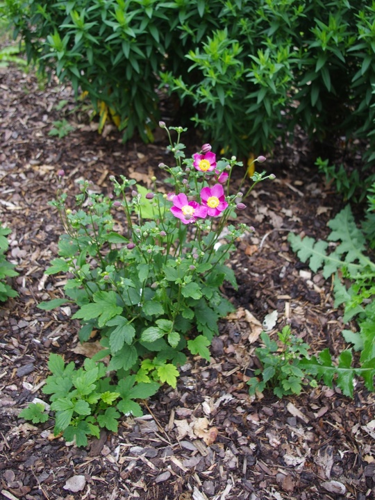 Anemone 'Annerose'