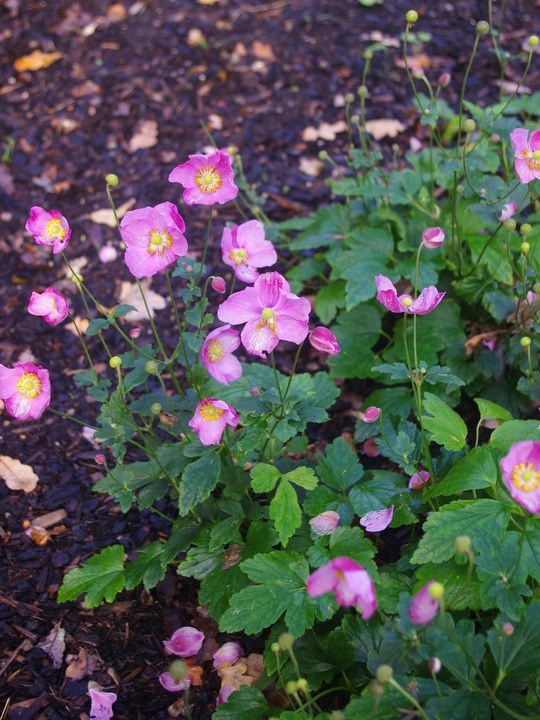 Anemone 'Annerose'