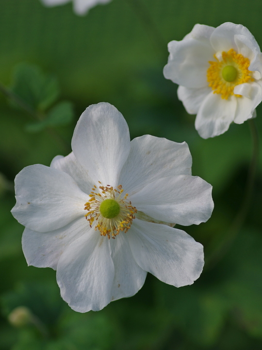 Anemone x hybrida 'Honorine Jobert'