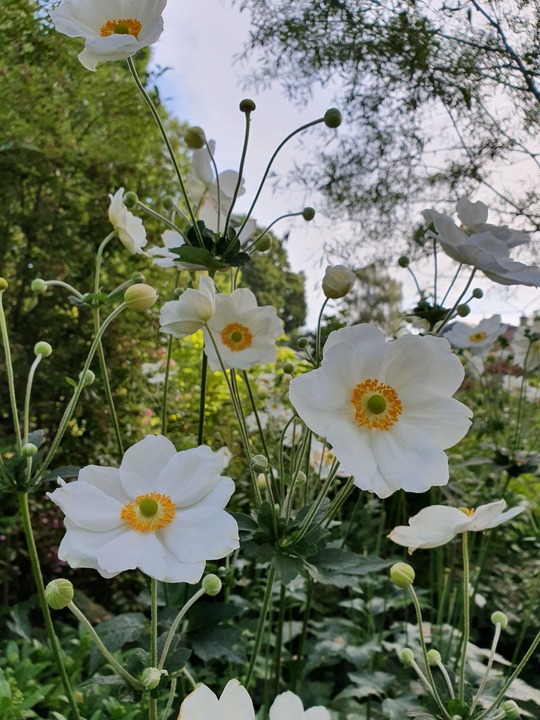 Anemone x hybrida 'Honorine Jobert'