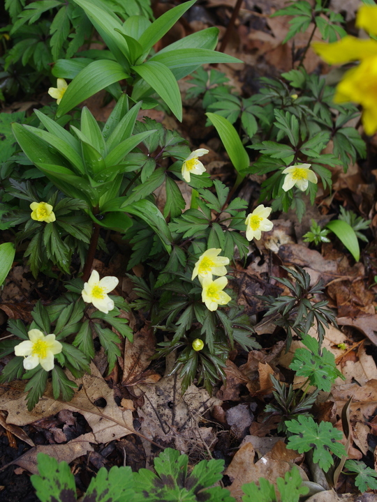 Anemone x lipsiensis