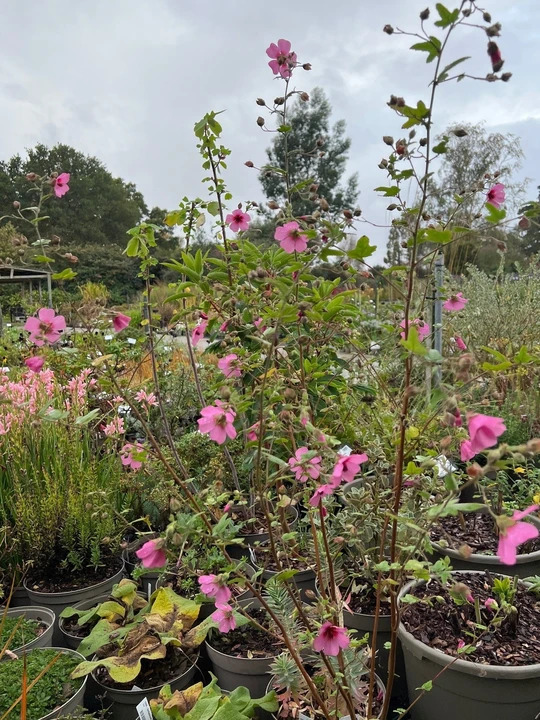 Anisodontea 'El Rayo'
