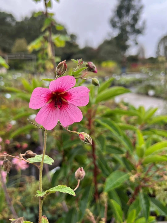 Anisodontea 'El Rayo'
