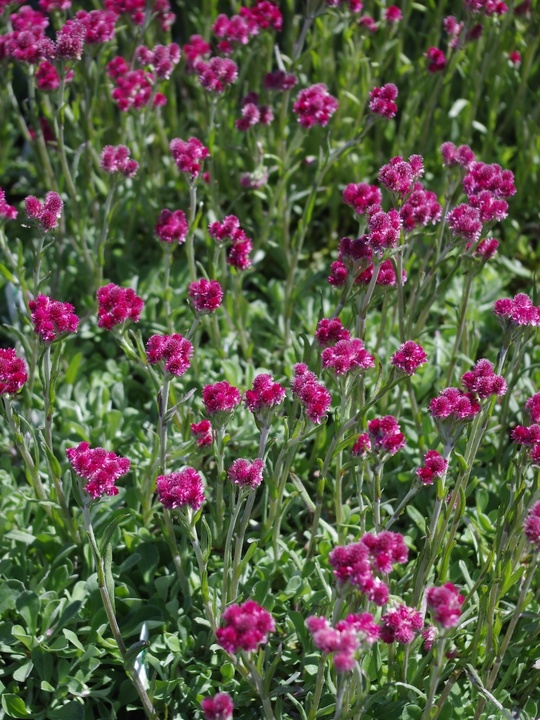 Antennaria doica 'Rubra'