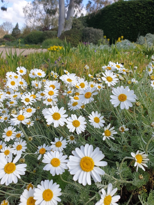 Anthemis cupaniana