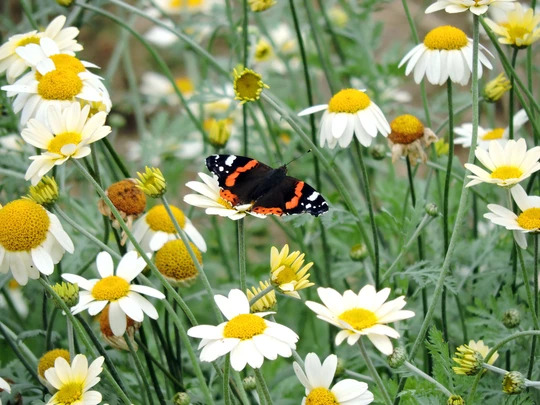 Wildside Walk at Beth Chatto Gardens