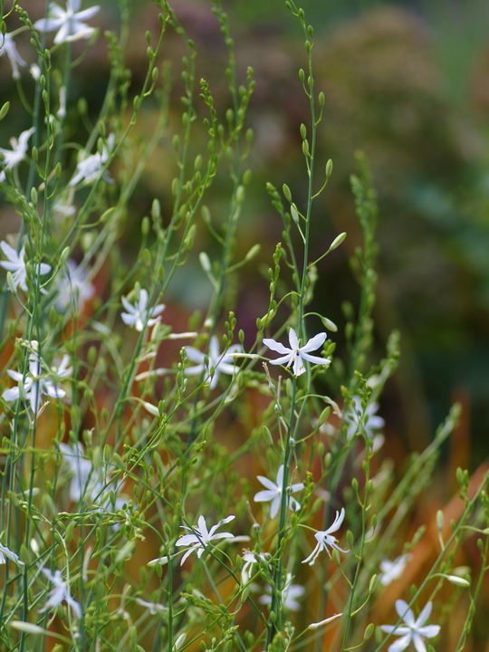 Anthericum ramosum