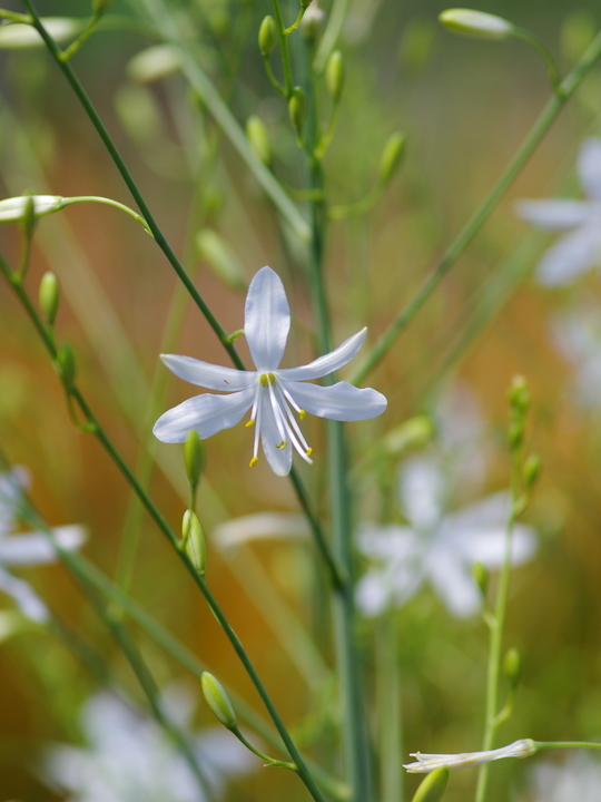 Anthericum ramosum