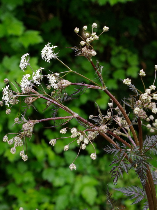 Anthriscus sylvestris 'Ravenswing'