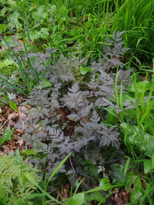 Anthriscus sylvestris 'Ravenswing'