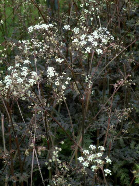 Anthriscus sylvestris 'Ravenswing'