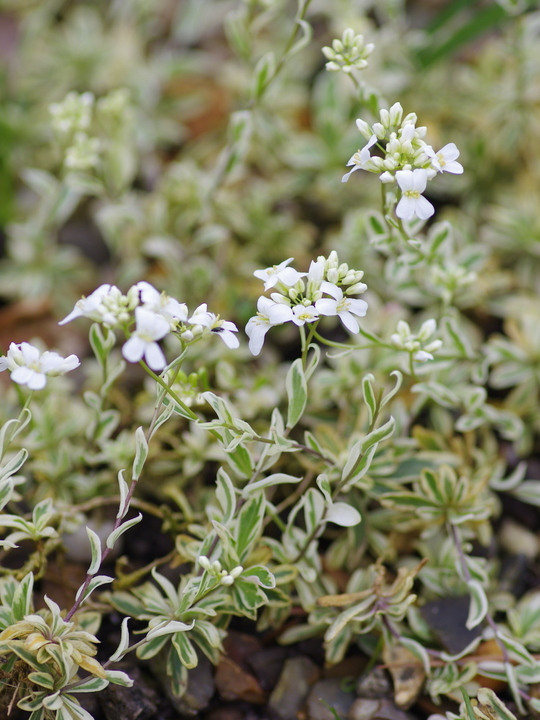 Arabis procurrens 'Variegata'