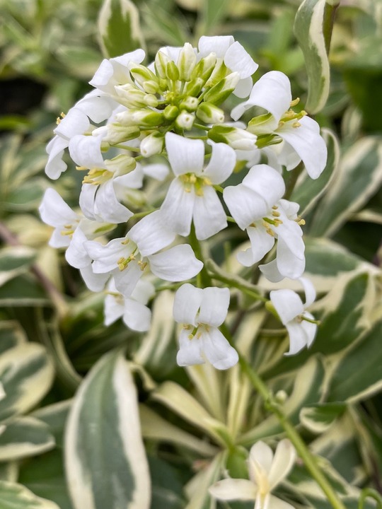 Arabis procurrens 'Variegata'