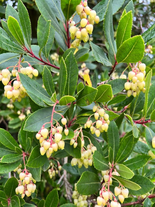 Arbutus unedo 'Compacta'