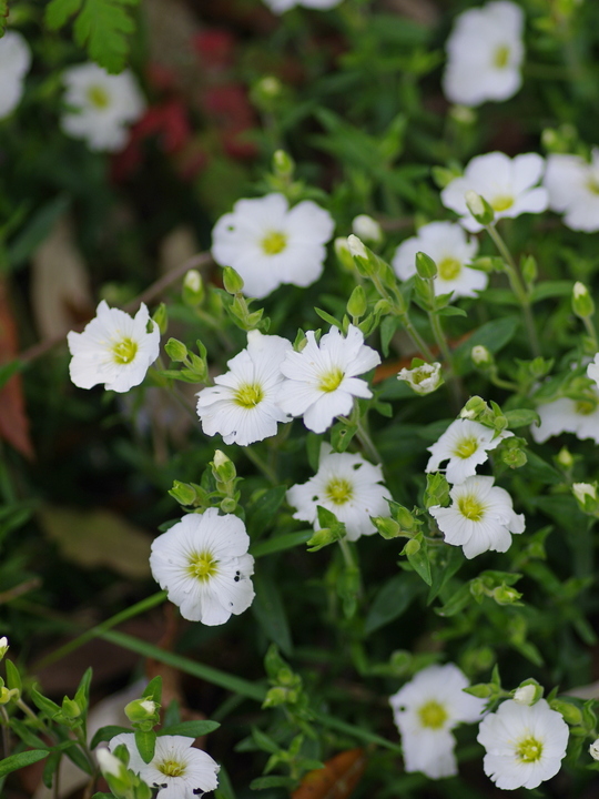 Arenaria montana