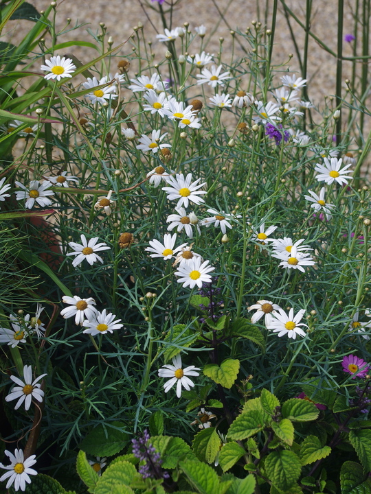 Argyranthemum frutescens