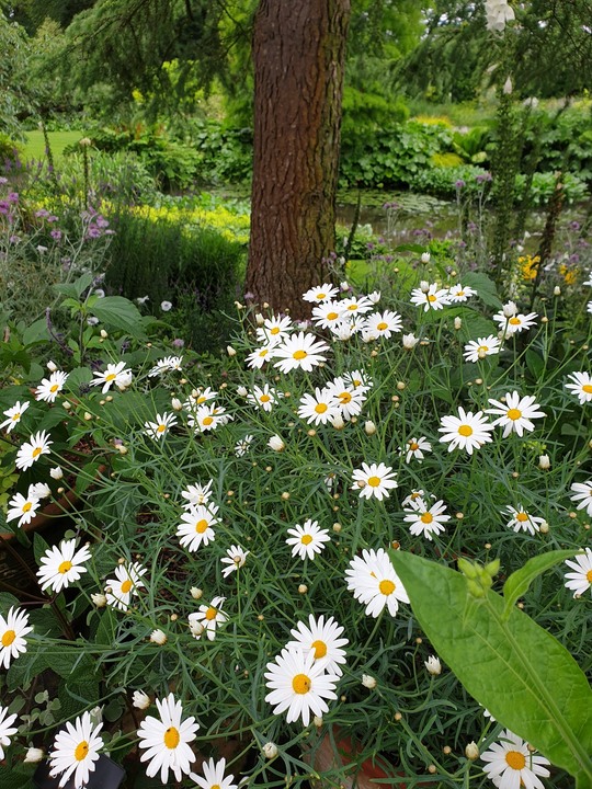 Argyranthemum frutescens