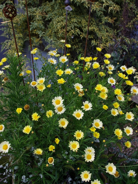 Argyranthemum 'Jamaica Primrose' 
