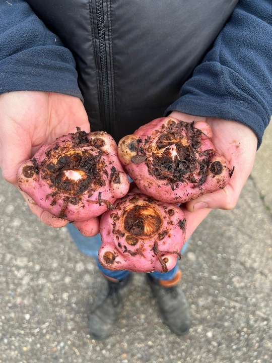 Arisaema candidissimum (DB)