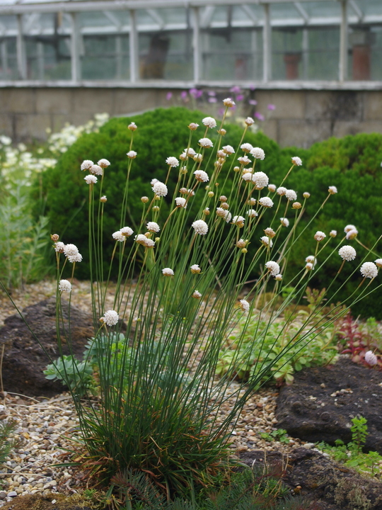 Armeria alliacea