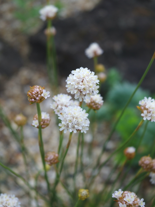 Armeria alliacea