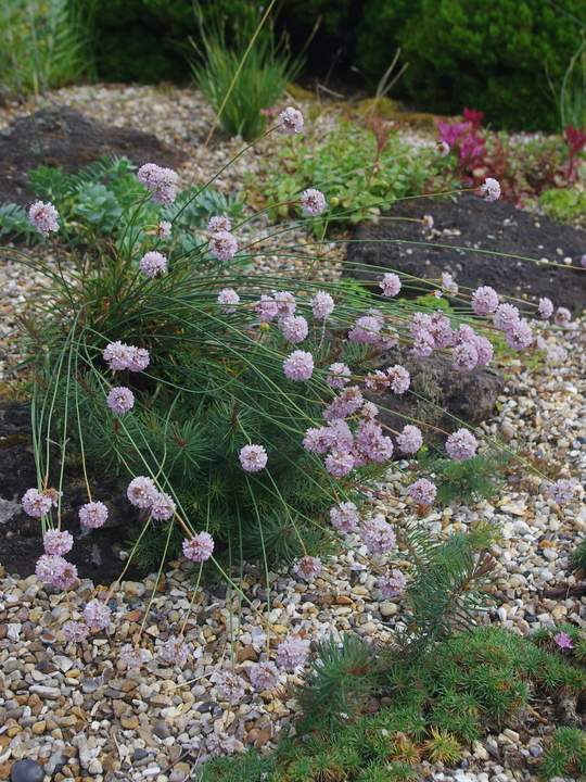 Armeria alliacea