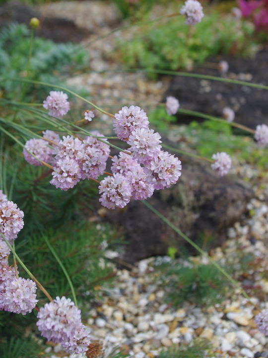 Armeria alliacea