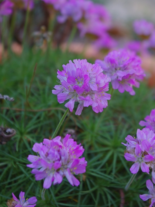 Armeria caespitosa 'Bevan's Variety'