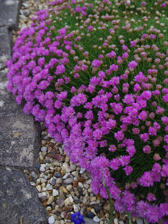 Armeria caespitosa 'Bevan's Variety'