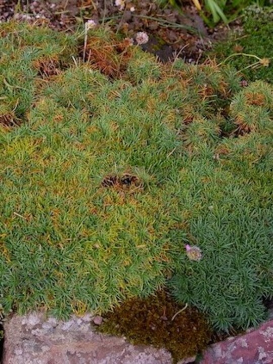 Armeria juniperifolia