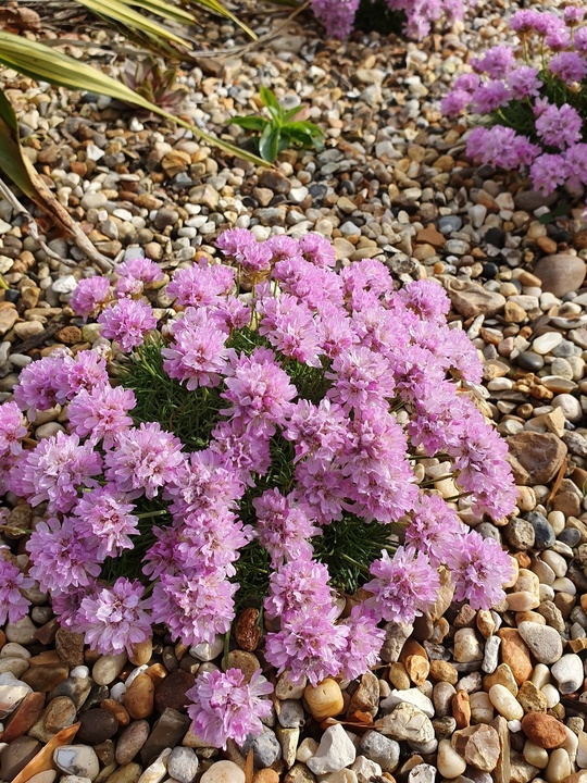 Armeria juniperifolia