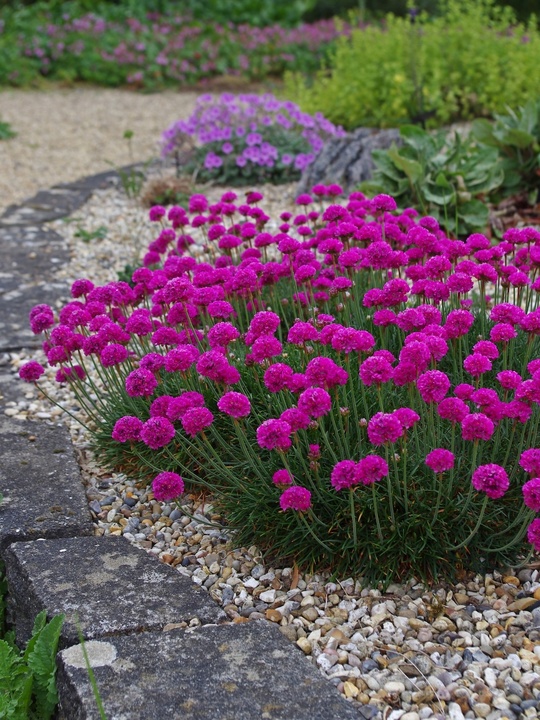 Armeria maritima 'Düsseldorfer Stolz'