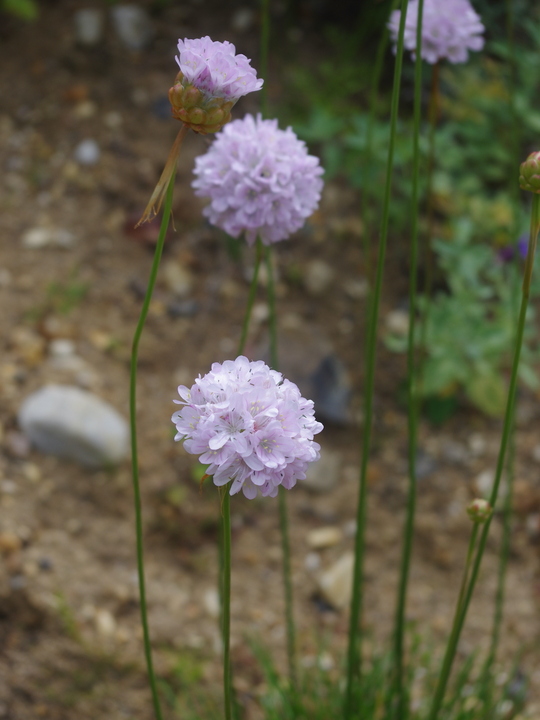 Armeria pungens
