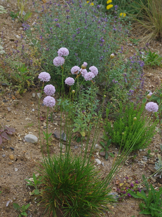Armeria pungens