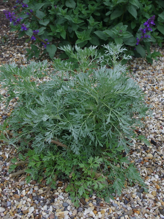 Artemisia absinthium 'Lambrook Silver'