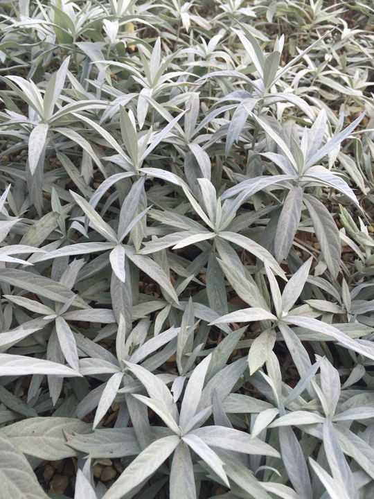 Artemisia ludoviciana 'valerie fin' The Beth Chatto Gardens