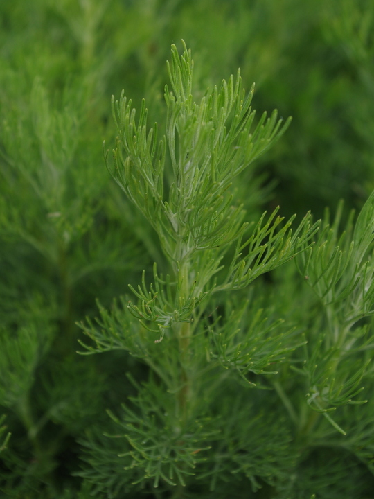 Artemisia abrotanum 'Coca-Cola'  