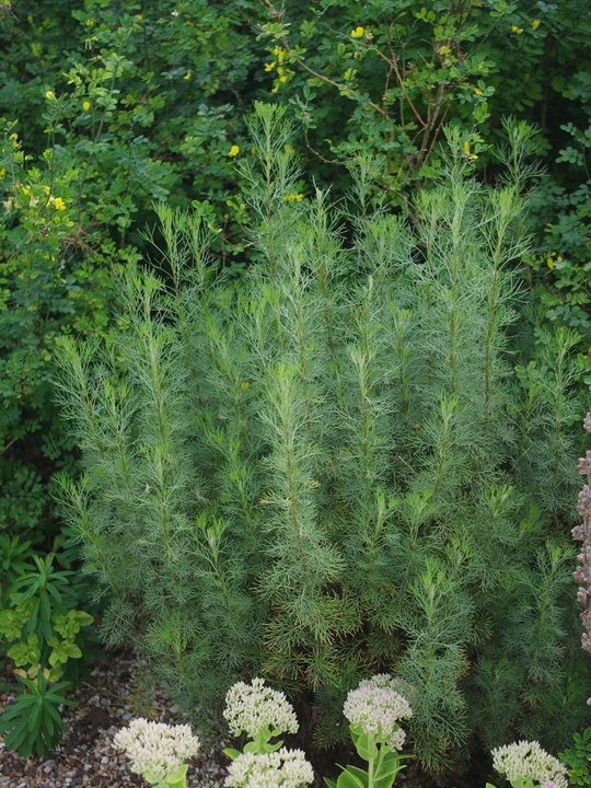 Artemisia abrotanum 'Coca-Cola'  